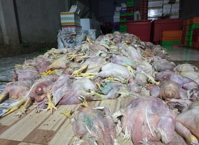 Sơ chế hơn 2,2 tấn gà chết bốc mùi hôi thối để tuồn ra thị trường